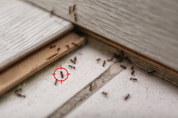 Best Insect Control  in Idalou, TX