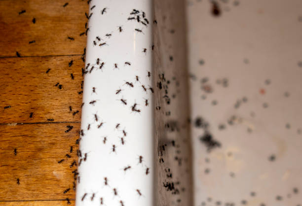 Best Cockroach Control Services  in Idalou, TX
